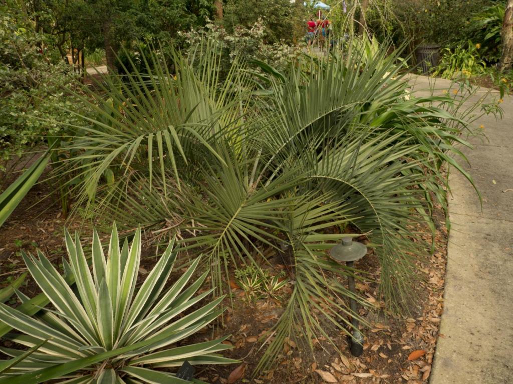 Leu_Gardens,_Allagoptera_arenaria-1.jpg