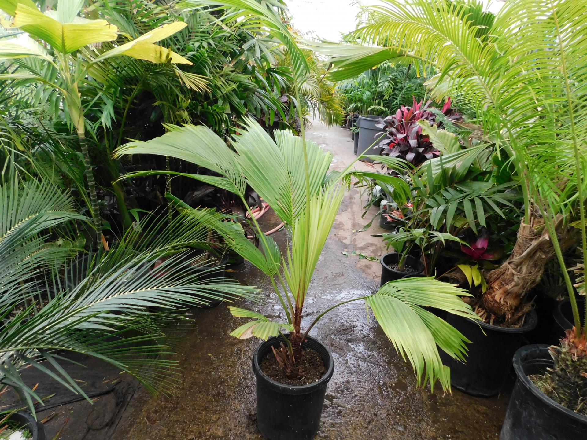 Beccariophoenix fenestralis 15 gallon for sale - For Sale - PalmTalk