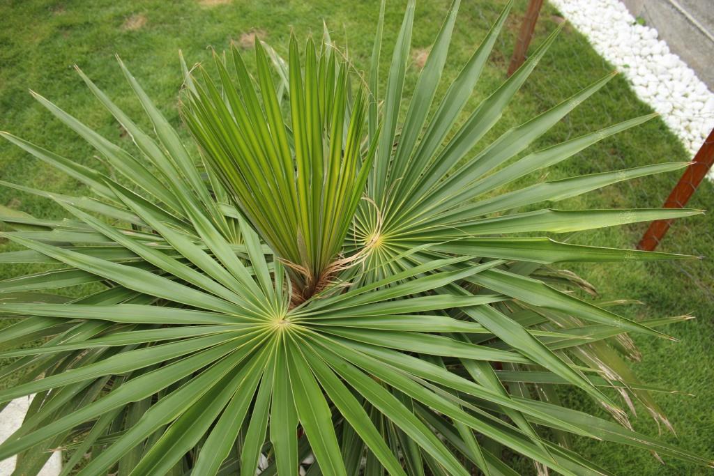 Coccothrinax_crinita_002.JPG