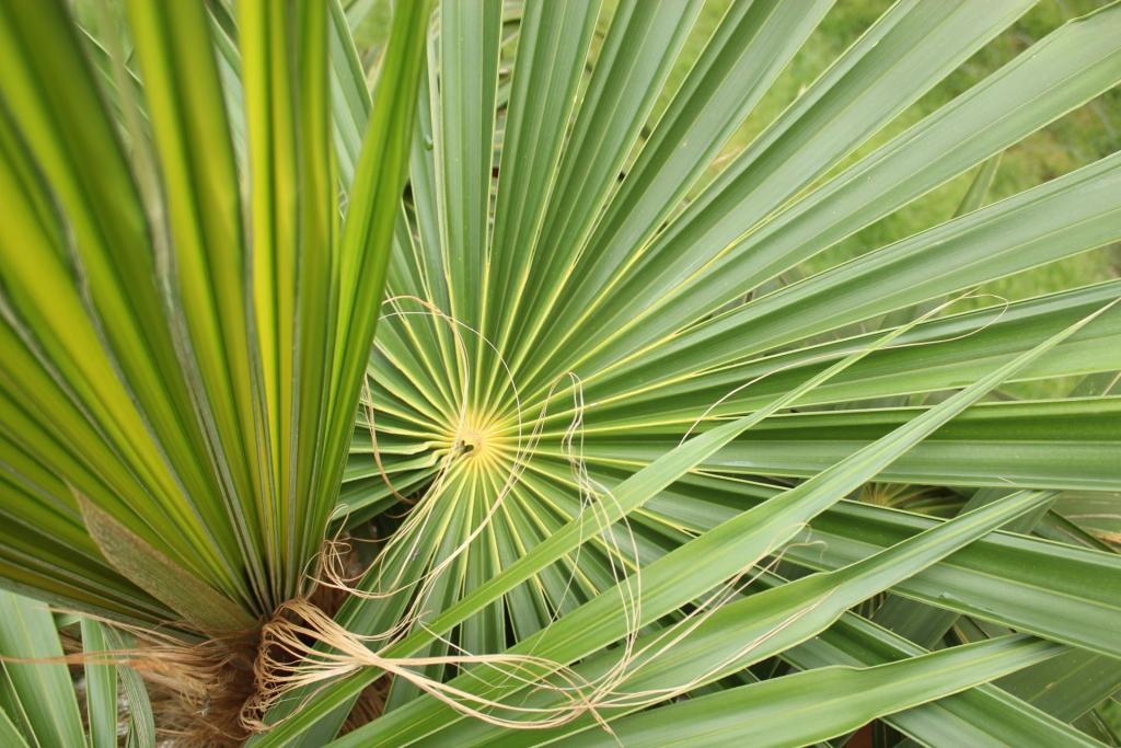 Coccothrinax_crinita_004.JPG