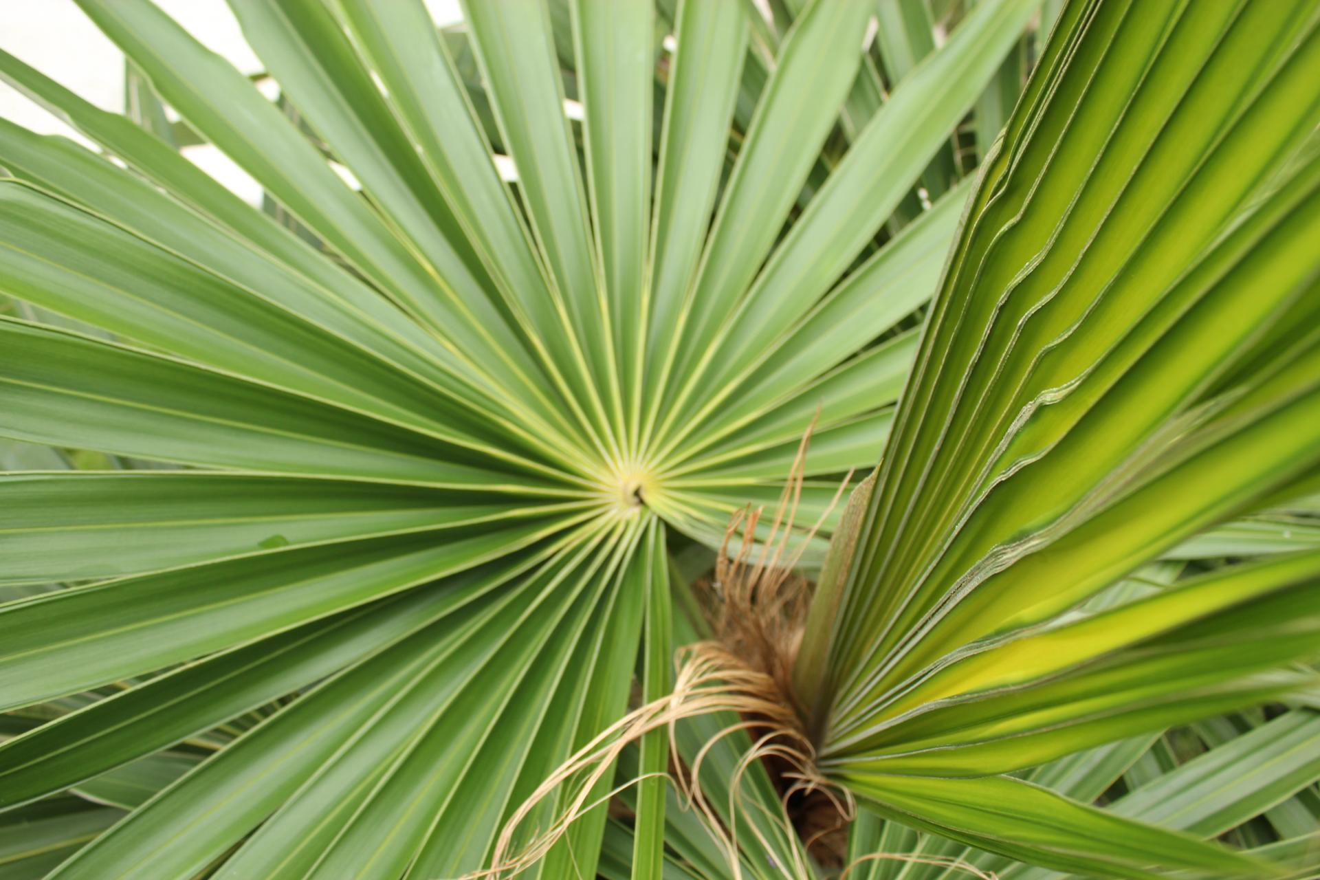 My Coccothrinax crinita is subsp crinita or brevicrinis - DISCUSSING ...