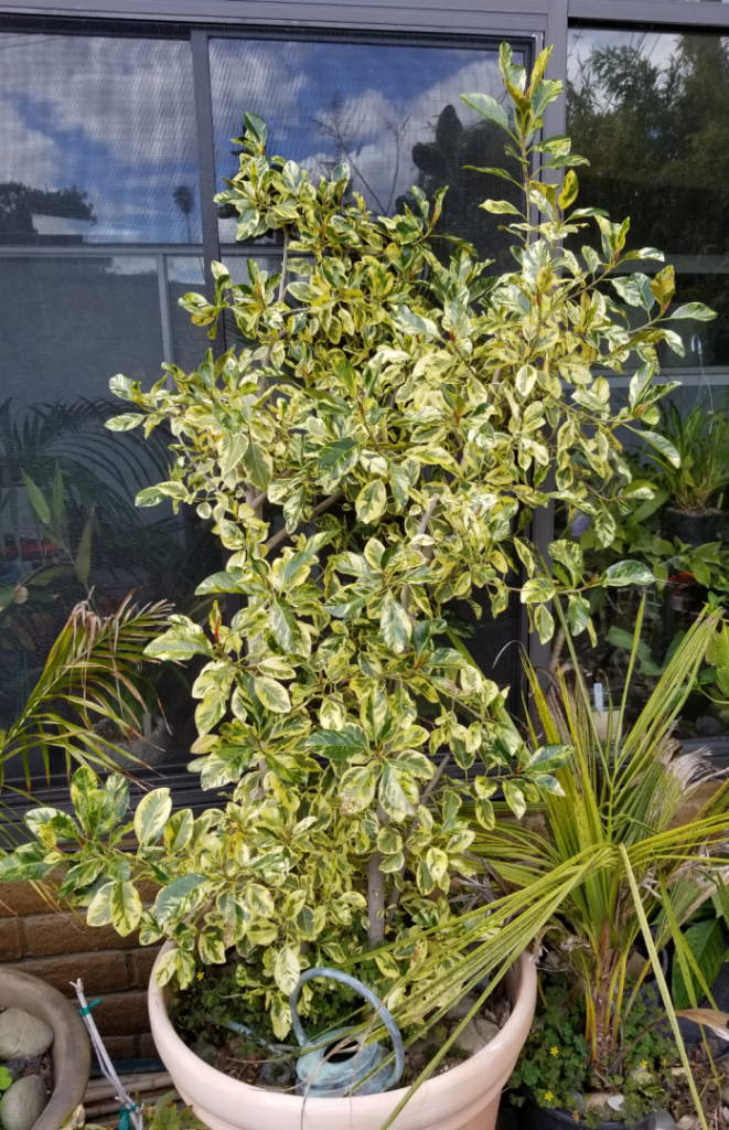 Ficus_rubiginosa_variegata.png