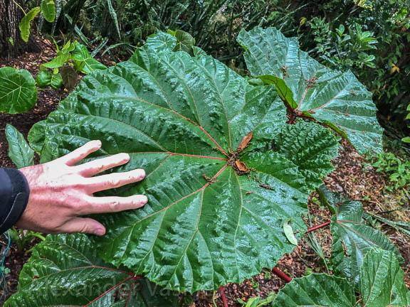 largeleaf-3.jpg.d9f8cdb5347f4cecf0c50579d468b671.jpg