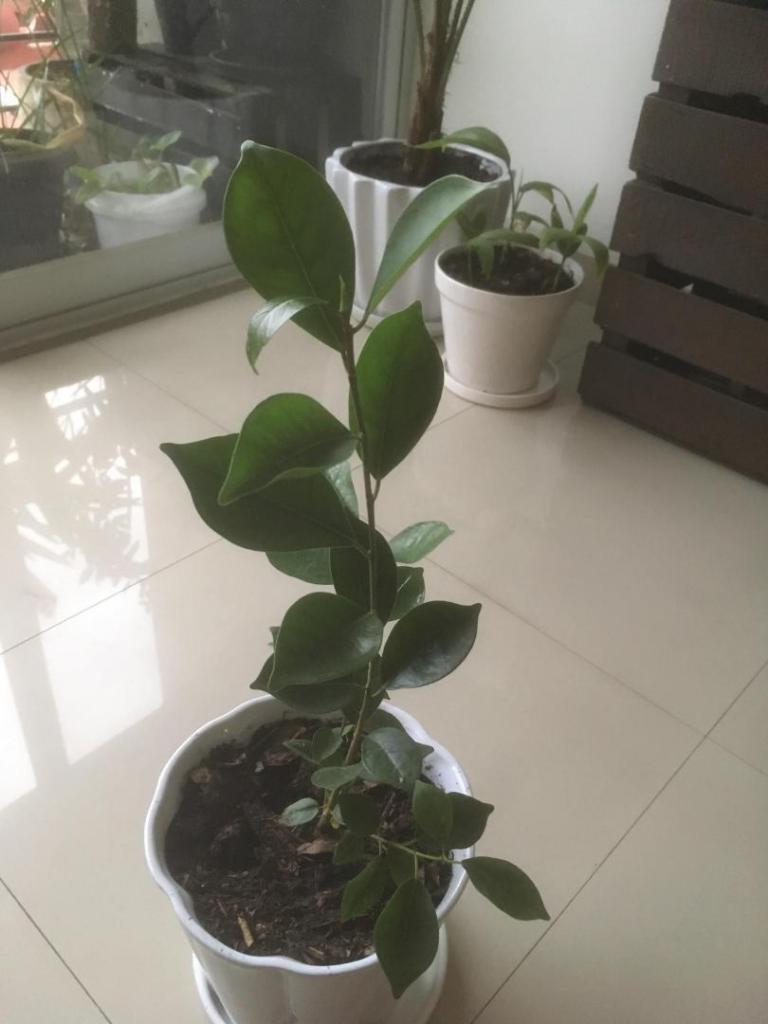 ficus id.jpg