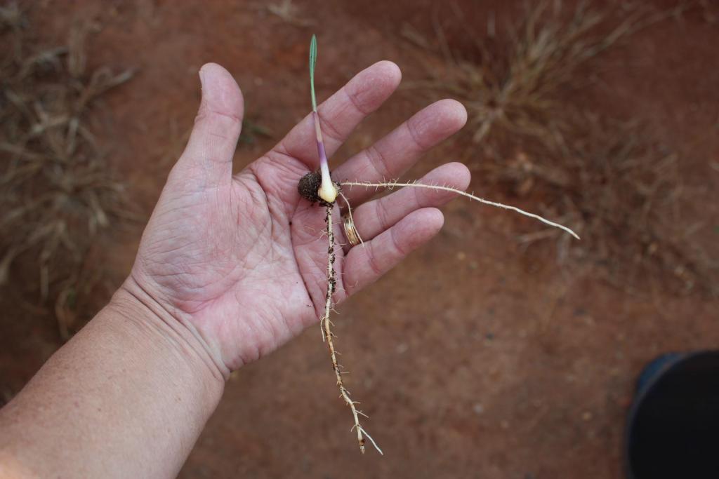 Germinação Syagrus microphylla 002.JPG