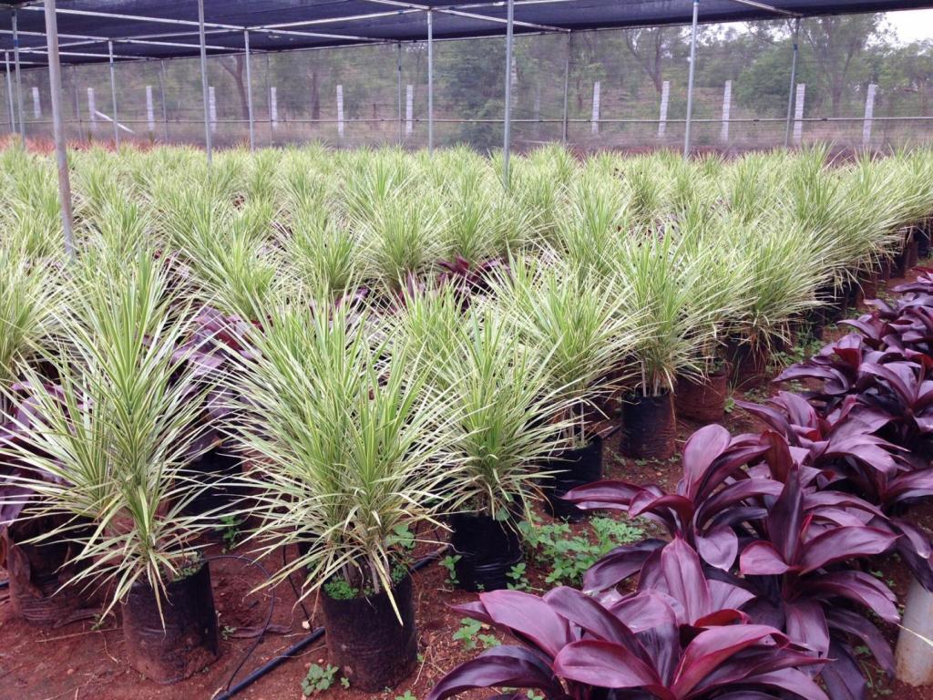 dracaena colorama white,.jpg