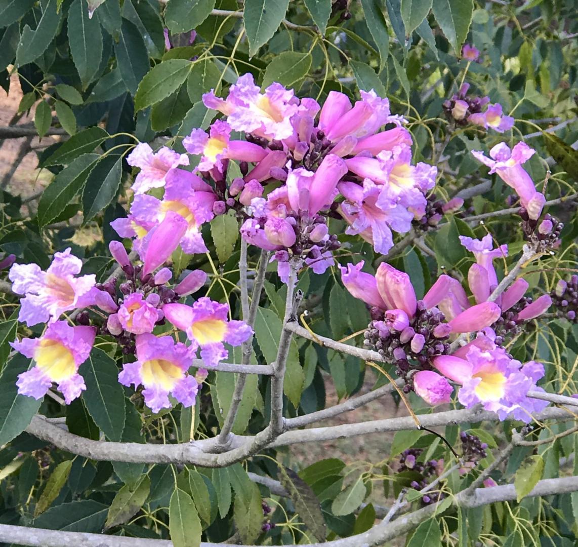 Tabebuia Species? - Tropical Looking Plants - Other Than Palms - Palmtalk