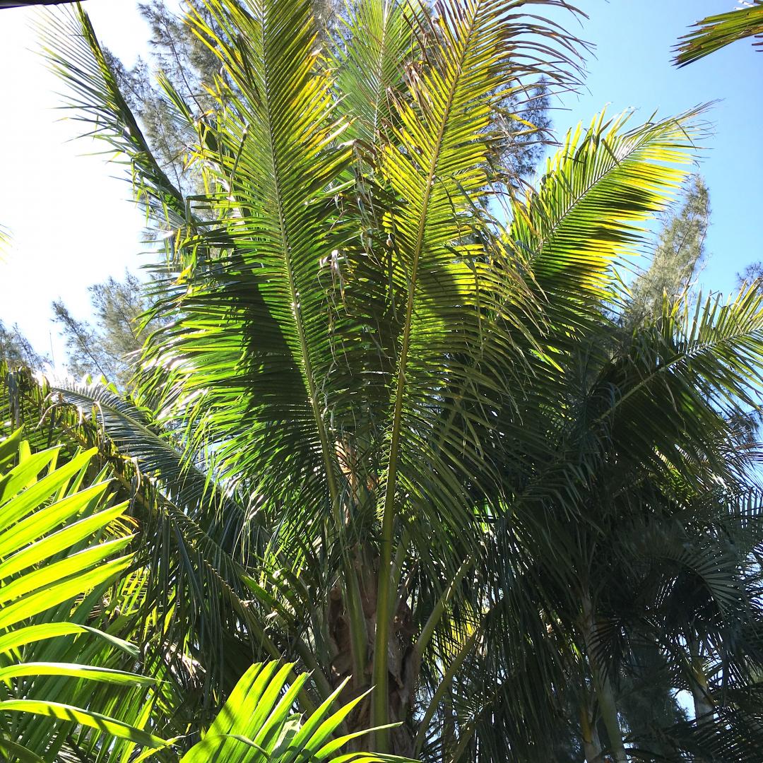 Coconuts of Cape Coral, FL - DISCUSSING PALM TREES WORLDWIDE - PalmTalk