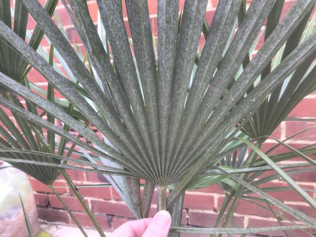 Chamaerops_Frond.jpg