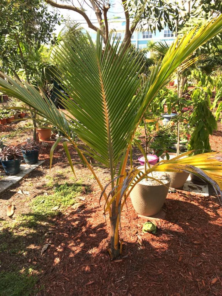 Cocos_nucifera_dwarf_red_spicata_single_01_04-12-19.thumb.JPG.7603eff09a9ebd2e2d4f4c6dddd60590.JPG