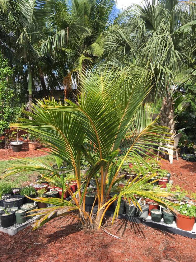 Cocos_nucifera_dwarf_red_spicata_twins_01_04-12-19.thumb.JPG.4055c2afcc06ab7f13c181192ce8a789.JPG