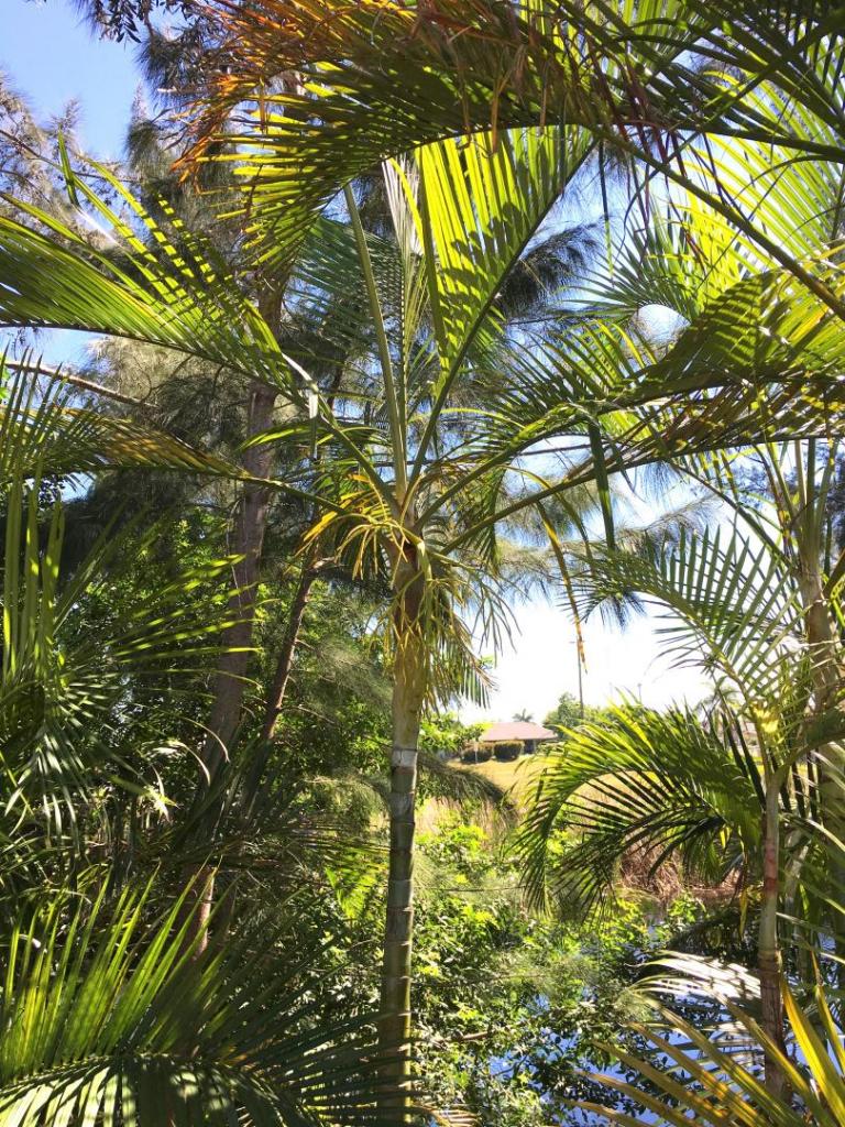 Dypsis_lutescens_single_flowering_01_04-16-19.thumb.JPG.dcc8ea7b3f4d550a2d4fb0e7c4e0a225.JPG