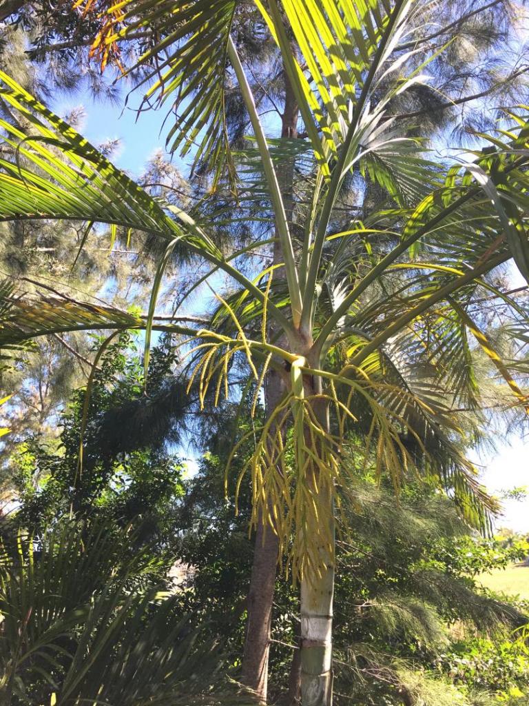 Dypsis_lutescens_single_flowering_02_04-16-19.thumb.JPG.7ed3e3fbce354728c39db6a08edb7bee.JPG