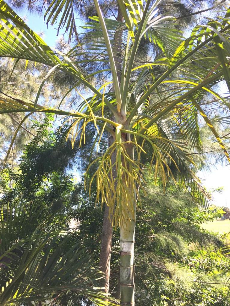 Dypsis_lutescens_single_flowering_03_04-16-19.thumb.JPG.0a6868947a1456991bfcd7be52cce1a7.JPG