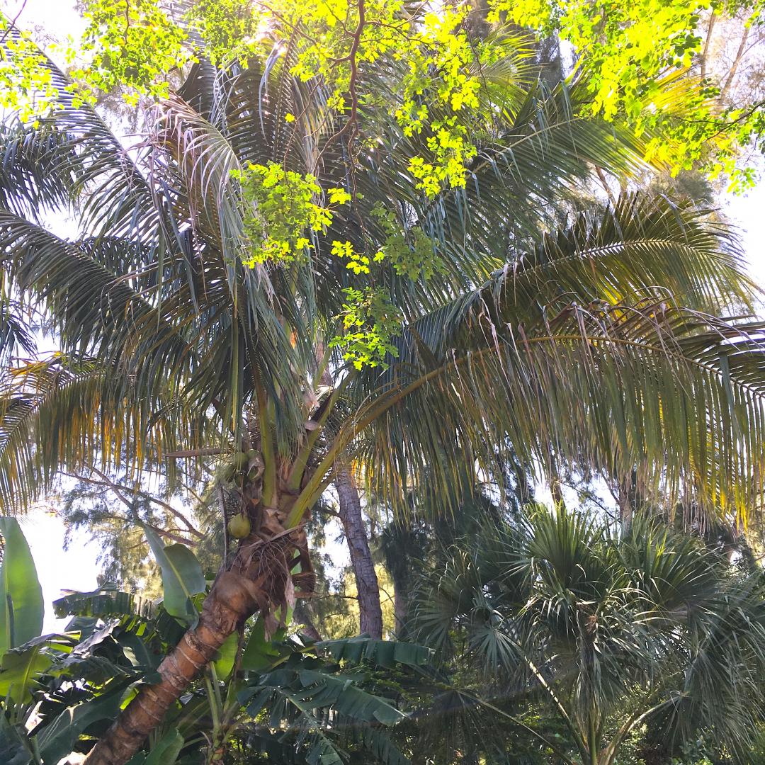 Two Cocos nucifera in Leilani Estates, Hawaii - DISCUSSING PALM TREES ...