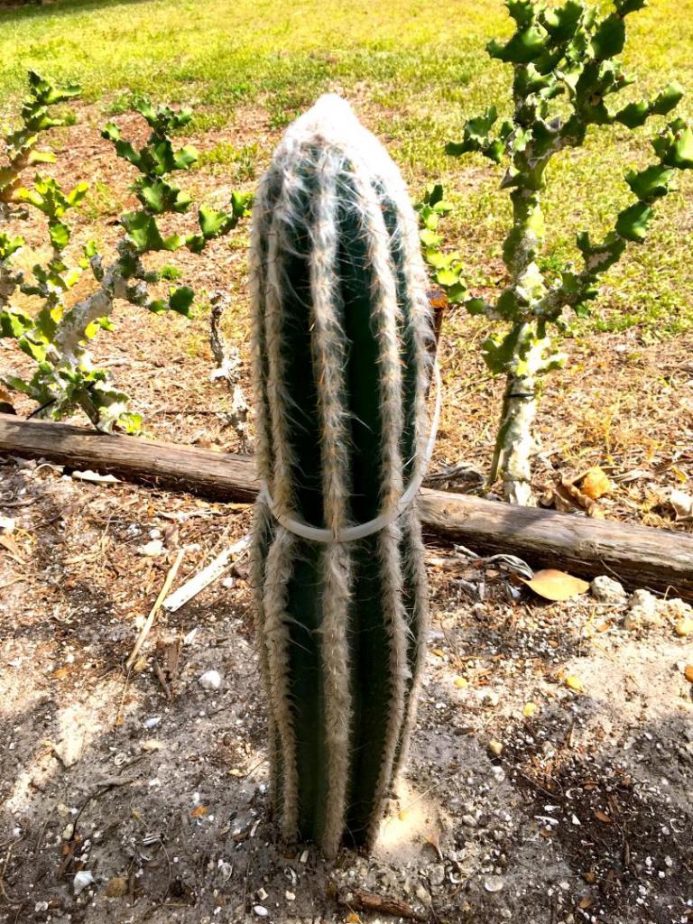 Pilosocereus_4_ID_01_04-01-19.JPG