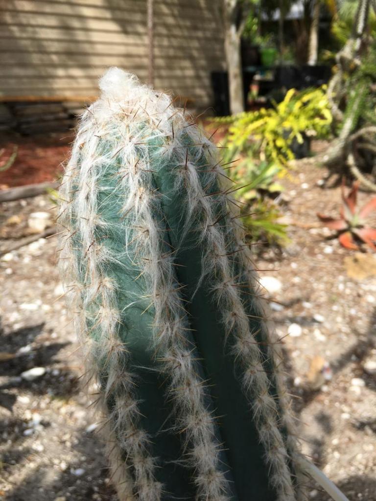 Pilosocereus_4_ID_03_04-01-19.JPG