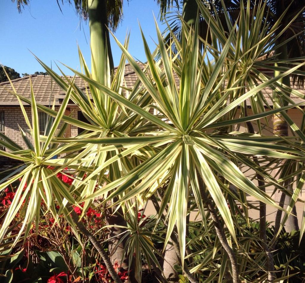 dracaena_marginata_varigated.jpg