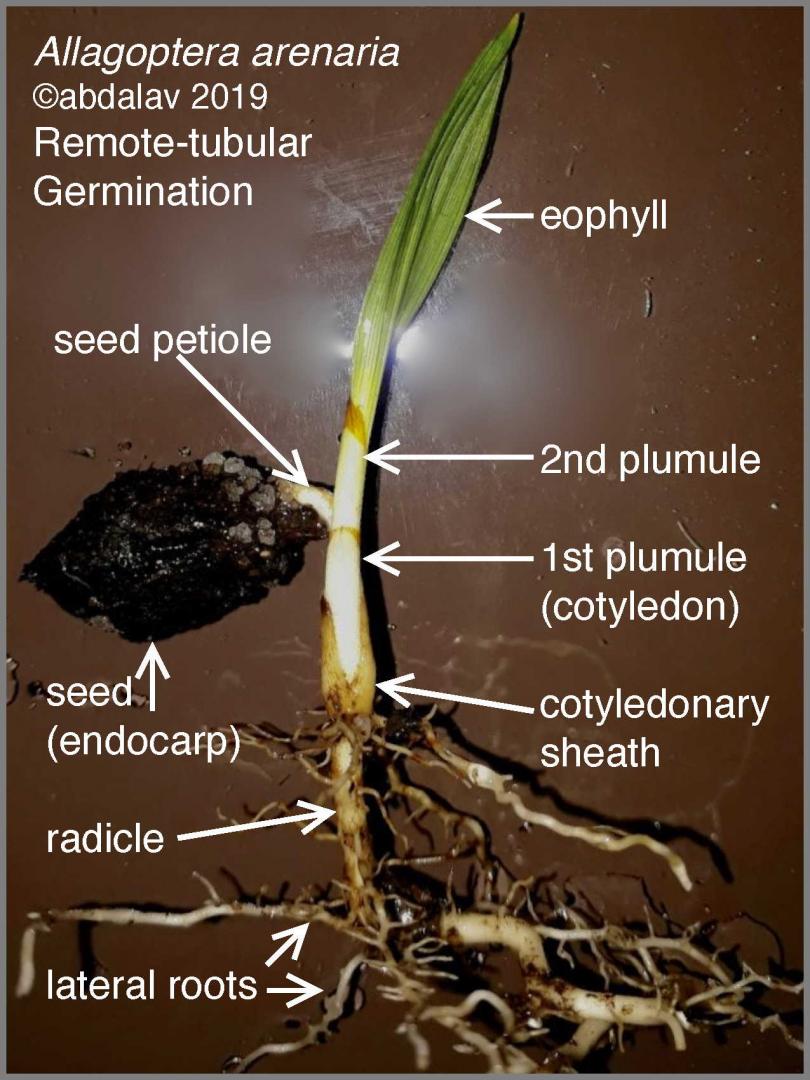 Labeled Germination - DISCUSSING PALM TREES WORLDWIDE - PalmTalk