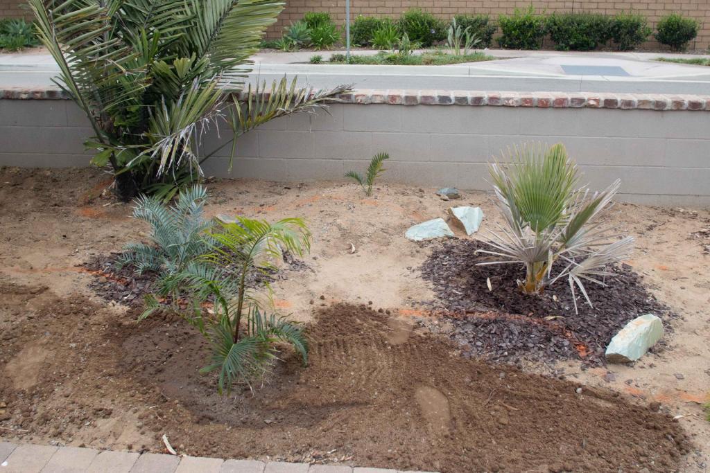 20160518-104A1767_Dypsis_ambositrae_planting_front.jpg