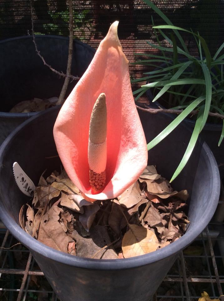 Amorphophallus konjac Flower Opens - TROPICAL LOOKING PLANTS - Other ...