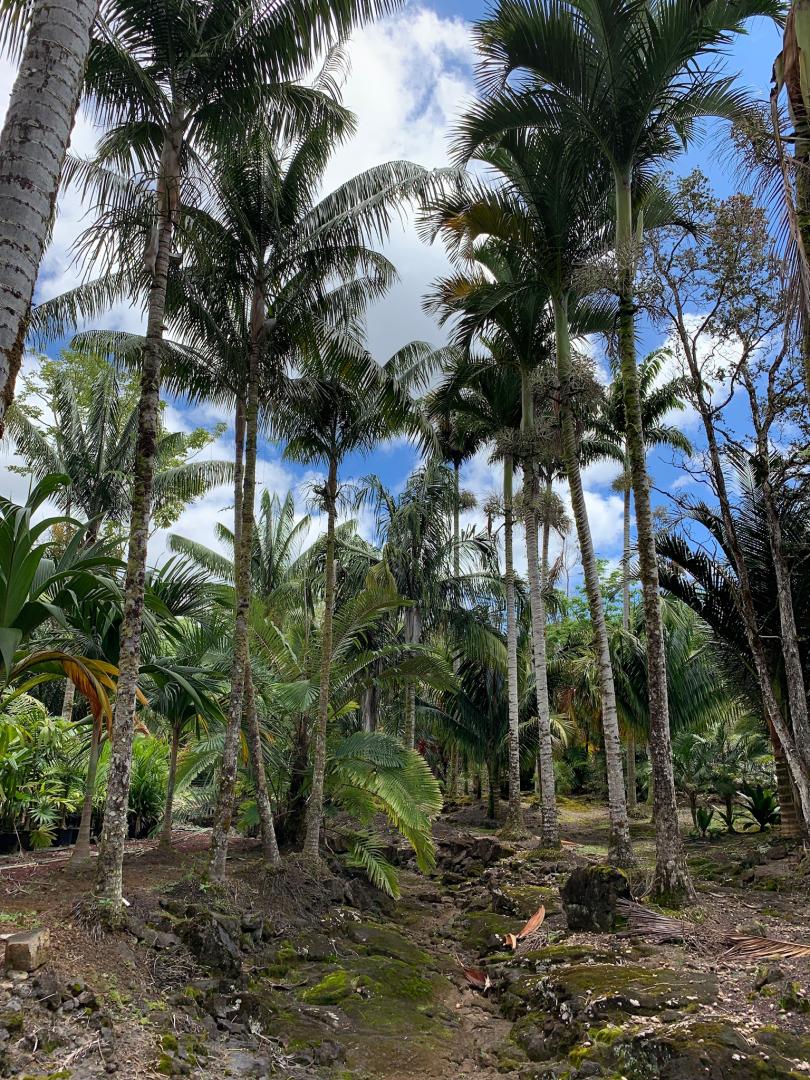 Visit to floribunda palms. - DISCUSSING PALM TREES WORLDWIDE - PalmTalk