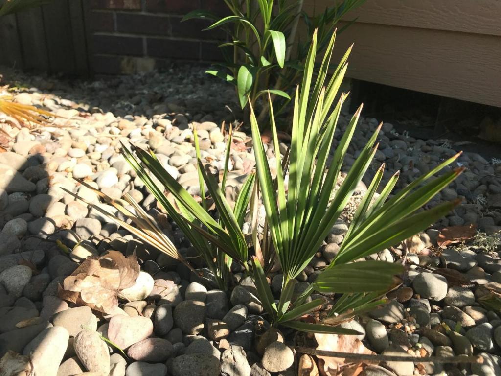 Serenoa Repens In The Pacific Northwest - COLD HARDY PALMS - PalmTalk