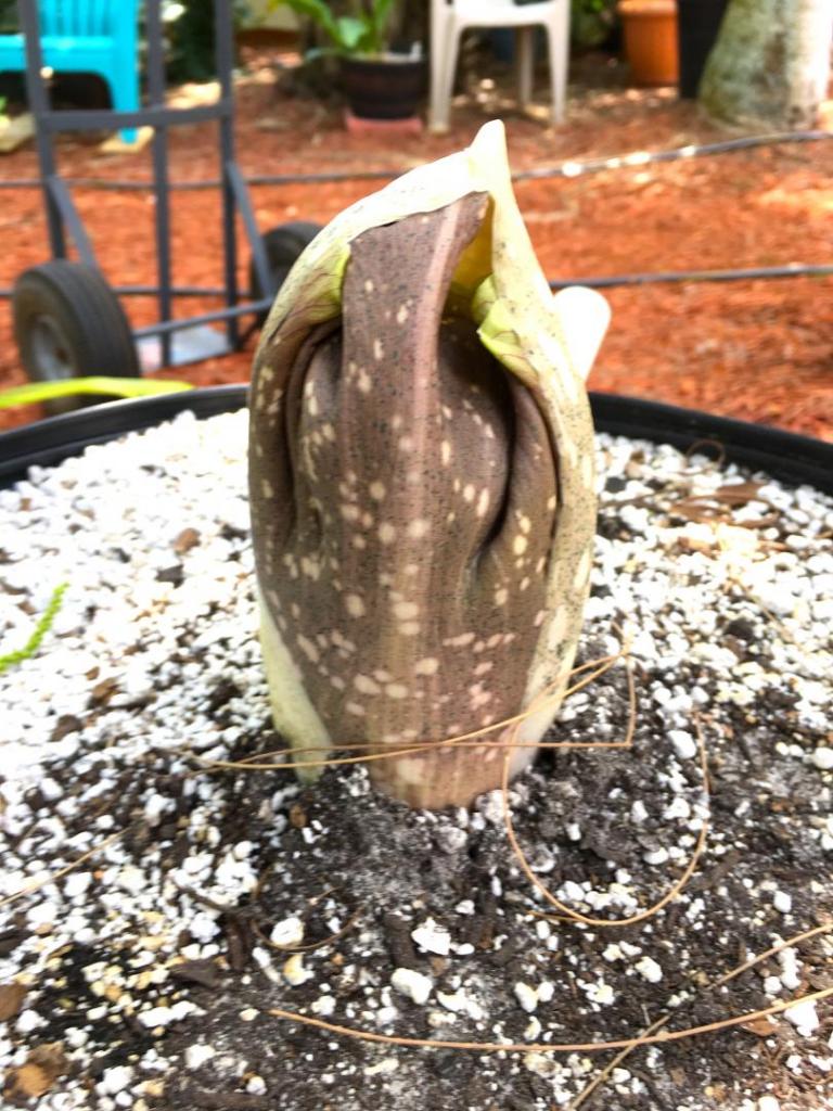 Amorphophallus_hooded_flower_01_04-30-19.thumb.JPG.22ed06835dbcb592b0a14e277cce2094.JPG