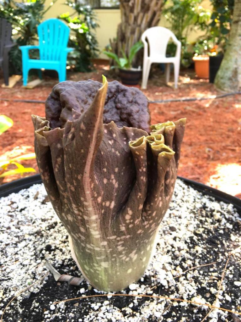 Amorphophallus_konjac_01_05-04-19.thumb.JPG.e6d83bffd685e4601dd2e16f45d2cd51.JPG