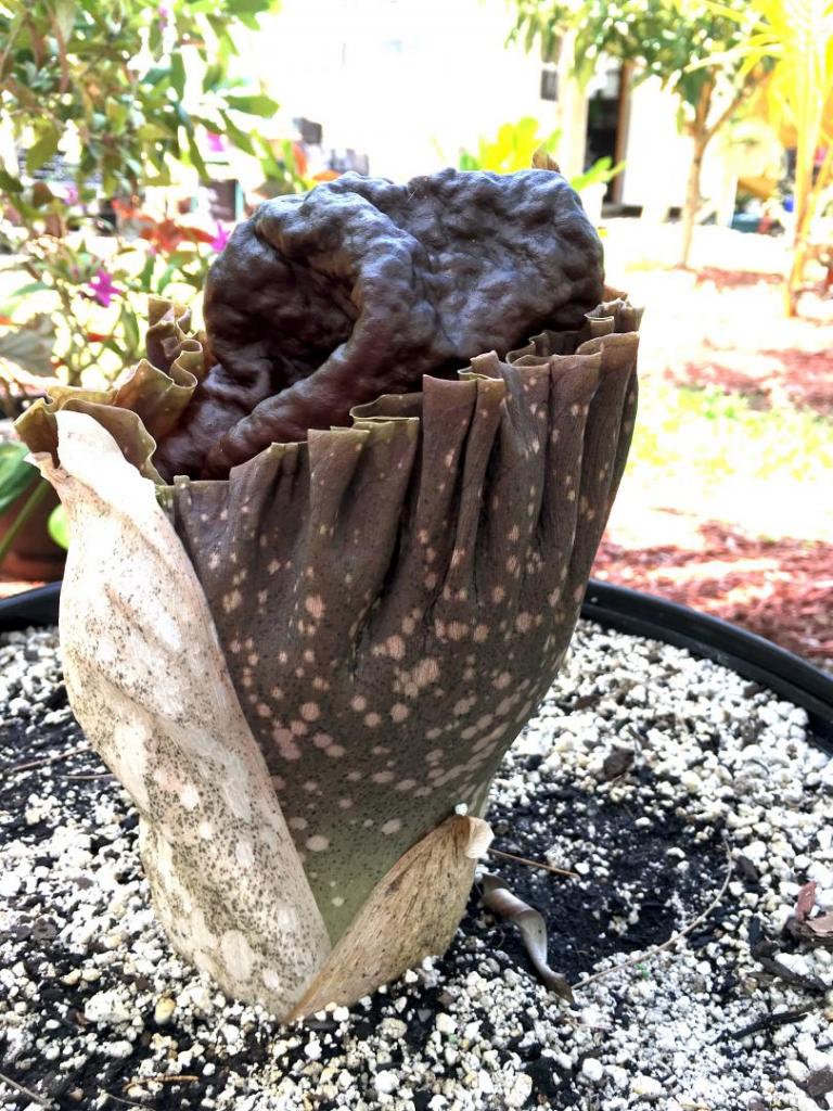 Amorphophallus_konjac_03_05-04-19.thumb.JPG.3873dfeab70c20f1dbc31164a1b60b30.JPG