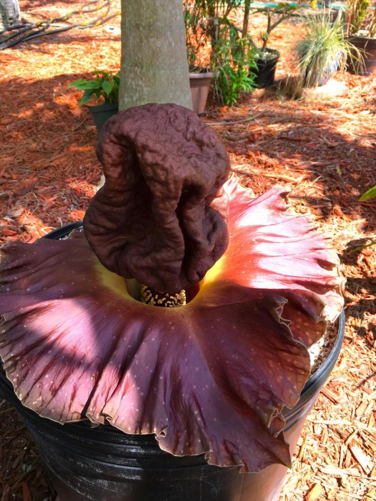 Amorphophallus_konjac_07_-5-08-19.thumb.JPG.0a65ef6b8594ccc30cc8827d96abb8a8.JPG