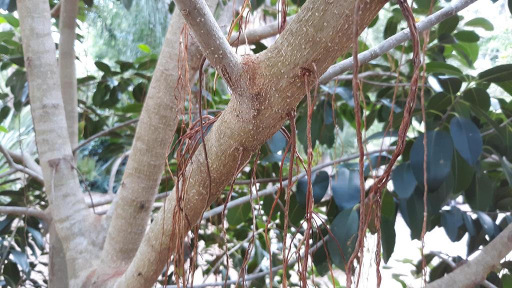 Ficus_rubinginosa_aerial_roots_1.jpg