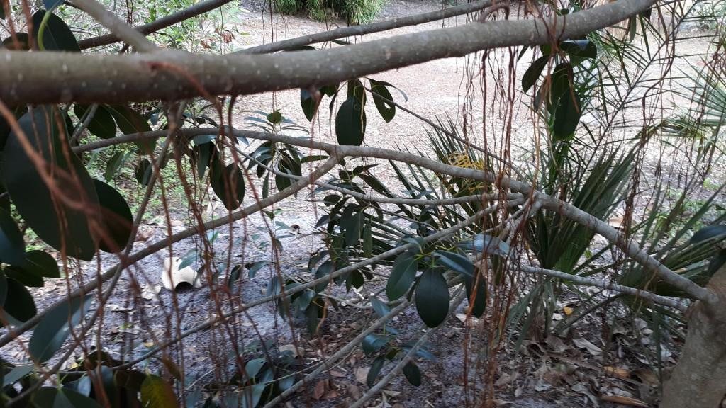 Ficus_rubinginosa_aerial_roots_2.jpg