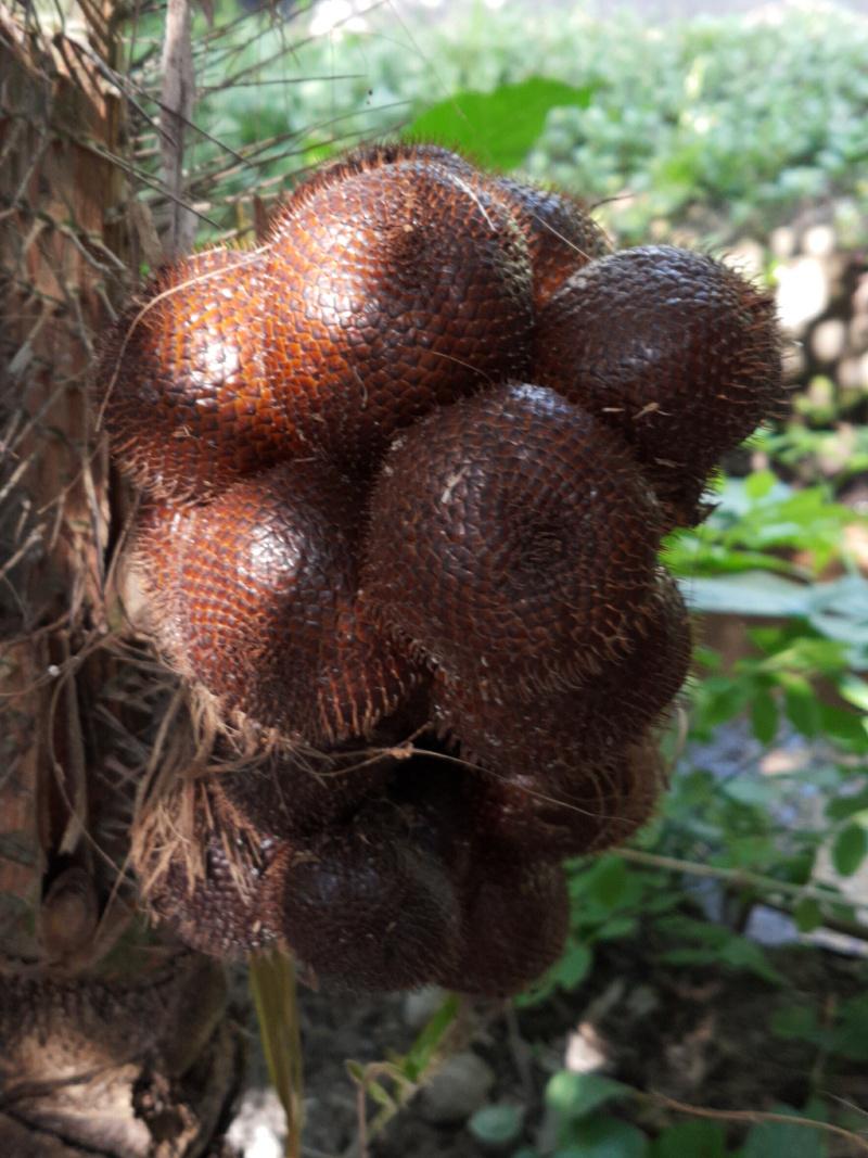 Salak in cultivation on Java - DISCUSSING PALM TREES WORLDWIDE - PalmTalk