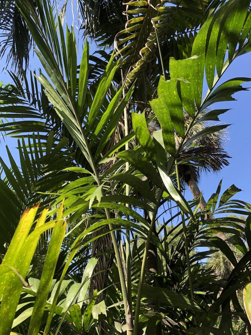 What Ptychosperma is this? clumping palm - DISCUSSING PALM TREES ...