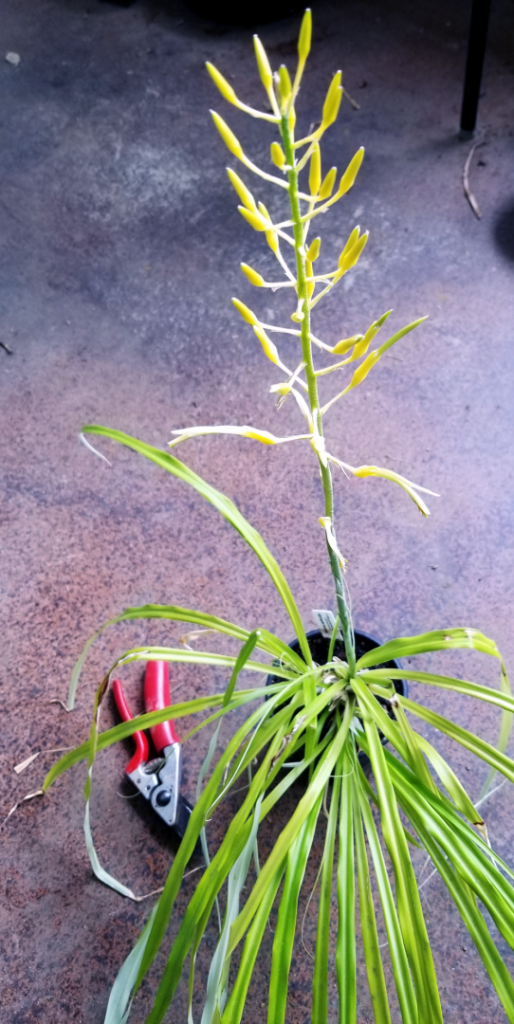 Pitcairnia1.png