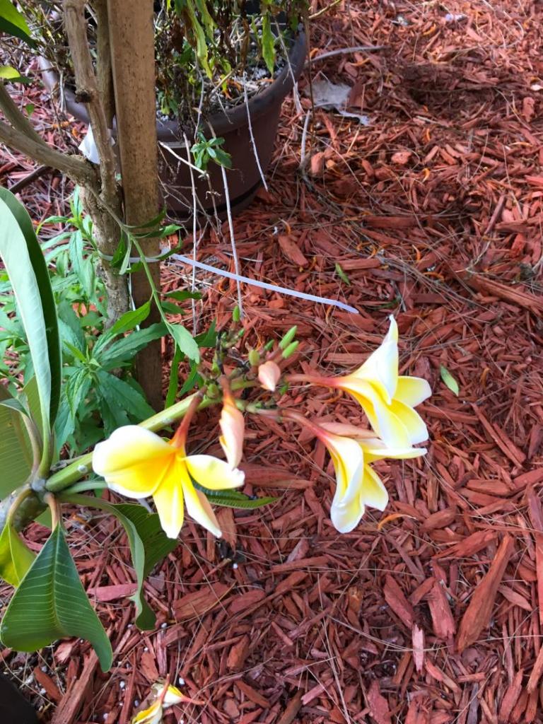 Plumeria_Yellow_02_05-04-19.thumb.JPG.1d8bea1635bf9b62e6880ecb2fe40d6b.JPG