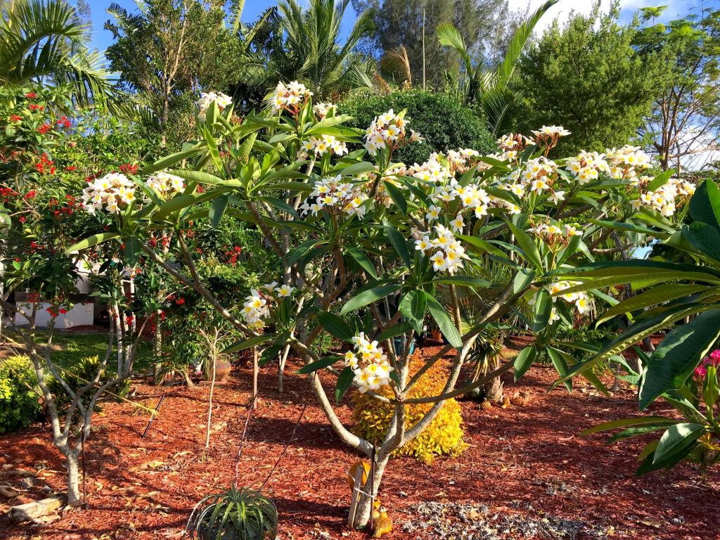 Plumeria_white_01_05-04-19.thumb.JPG.80eef432cbd67e32dd2ed928b918cf5d.JPG