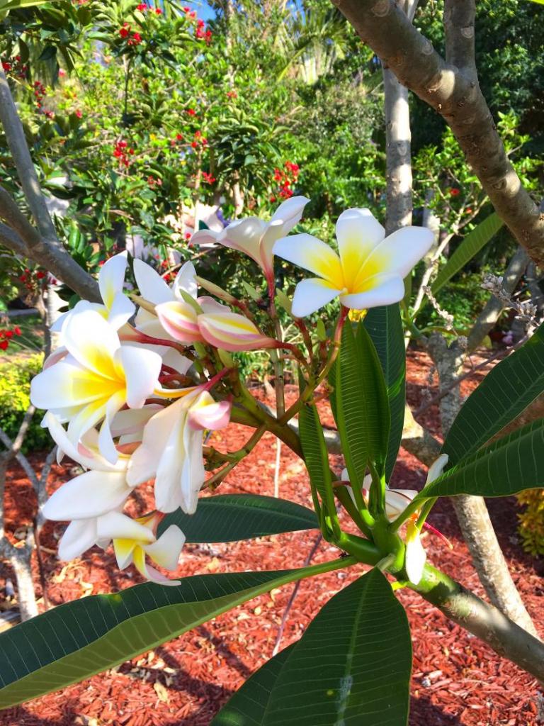 Plumeria_white_03_05-04-19.thumb.JPG.a07d601f420f83ecad676e24efc80dbf.JPG