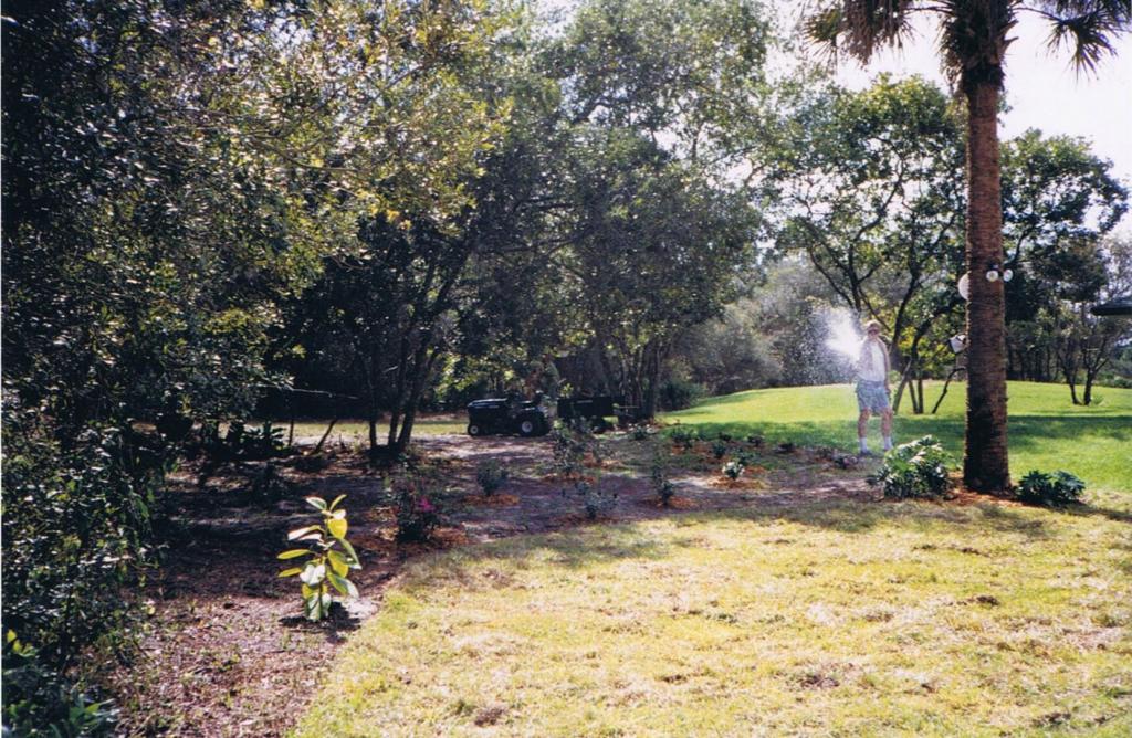 Ficus altissima April 2000.jpg