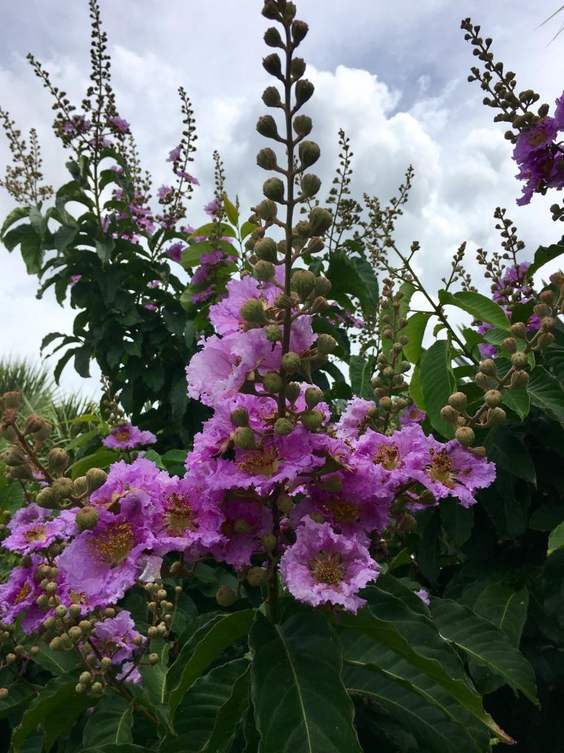 Queen Crape Myrtle Lagerstroemia Speciosa Tooth Mount - vrogue.co