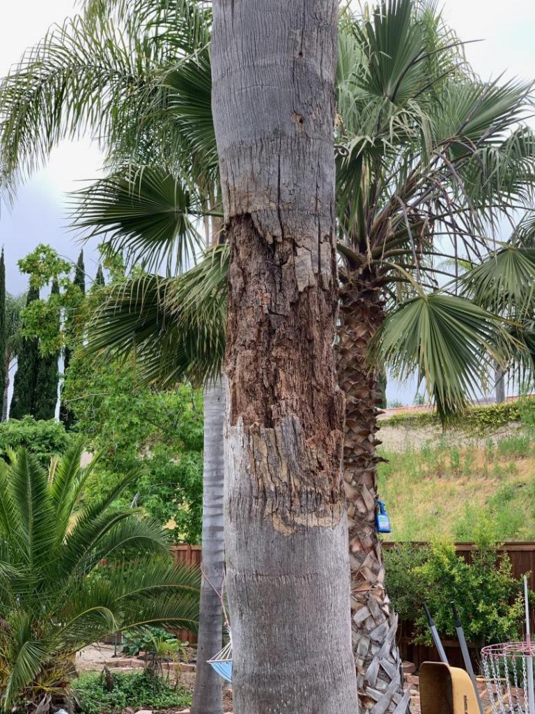 Prognosis for damaged queen palm - DISCUSSING PALM TREES WORLDWIDE