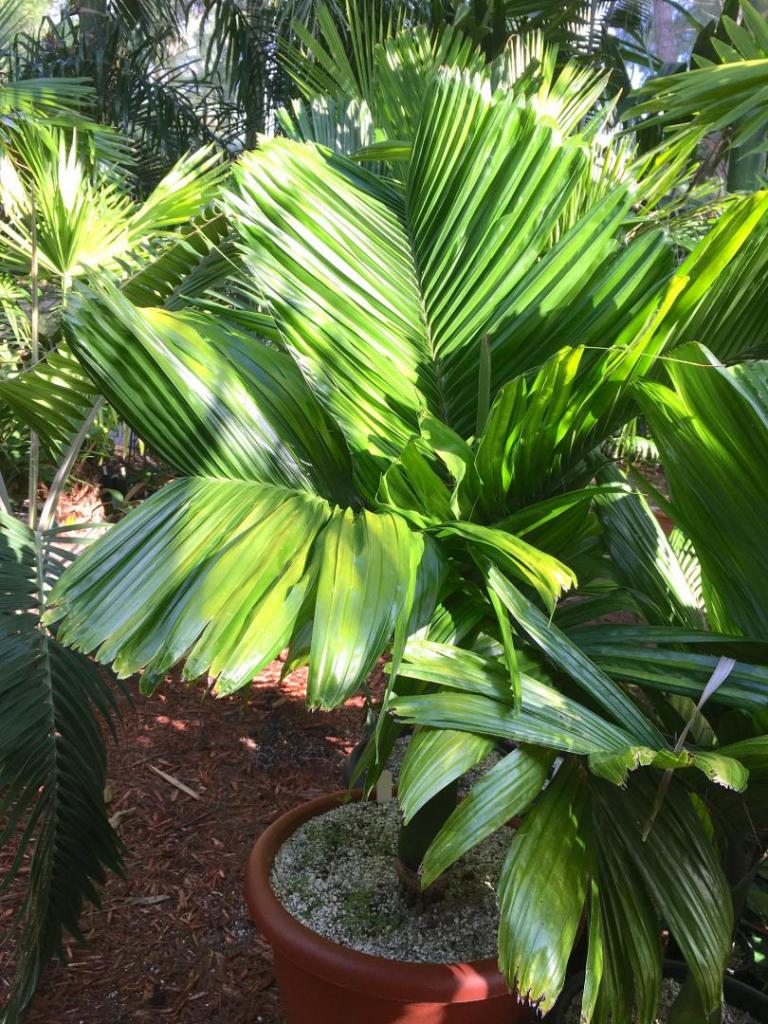 Areca_catechu_dwarf_1-01_06-27-19.thumb.JPG.62b418808734a4fc9e953033856dc002.JPG