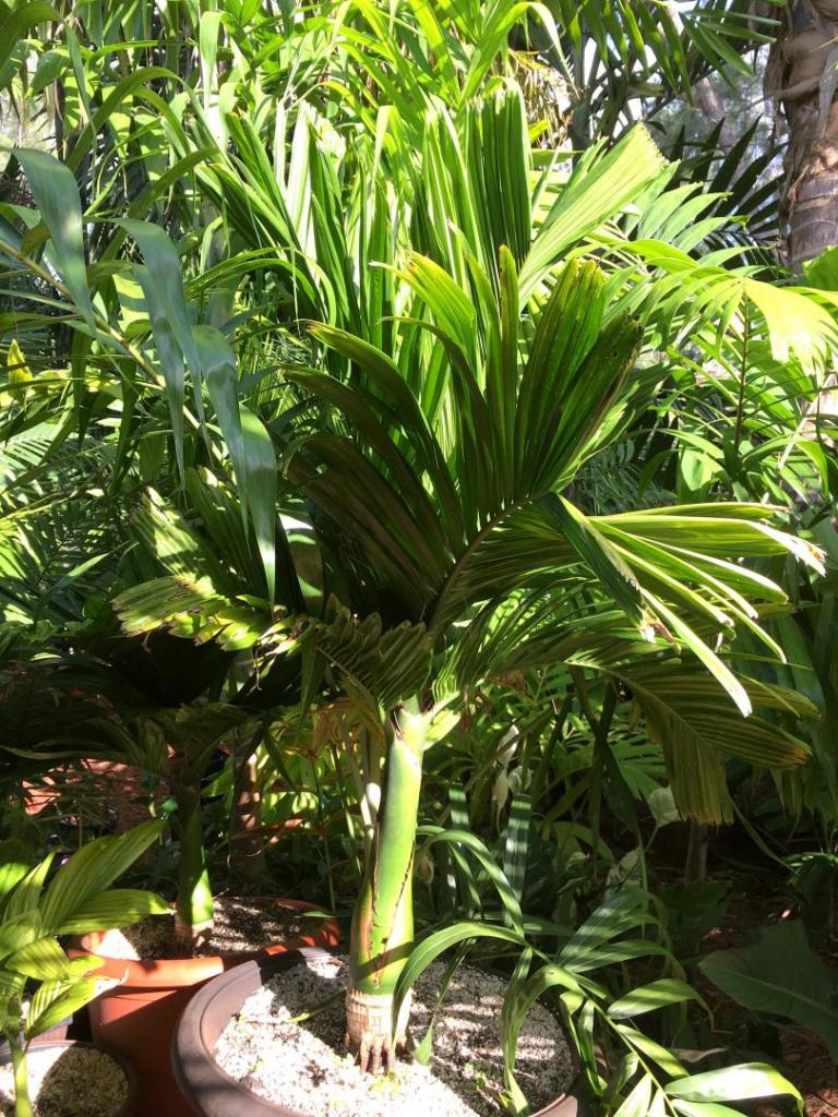 Areca_catechu_dwarf_2-01_06-27-19.thumb.JPG.d76c2615d6e97bca42d8fcfd500ee49e.JPG