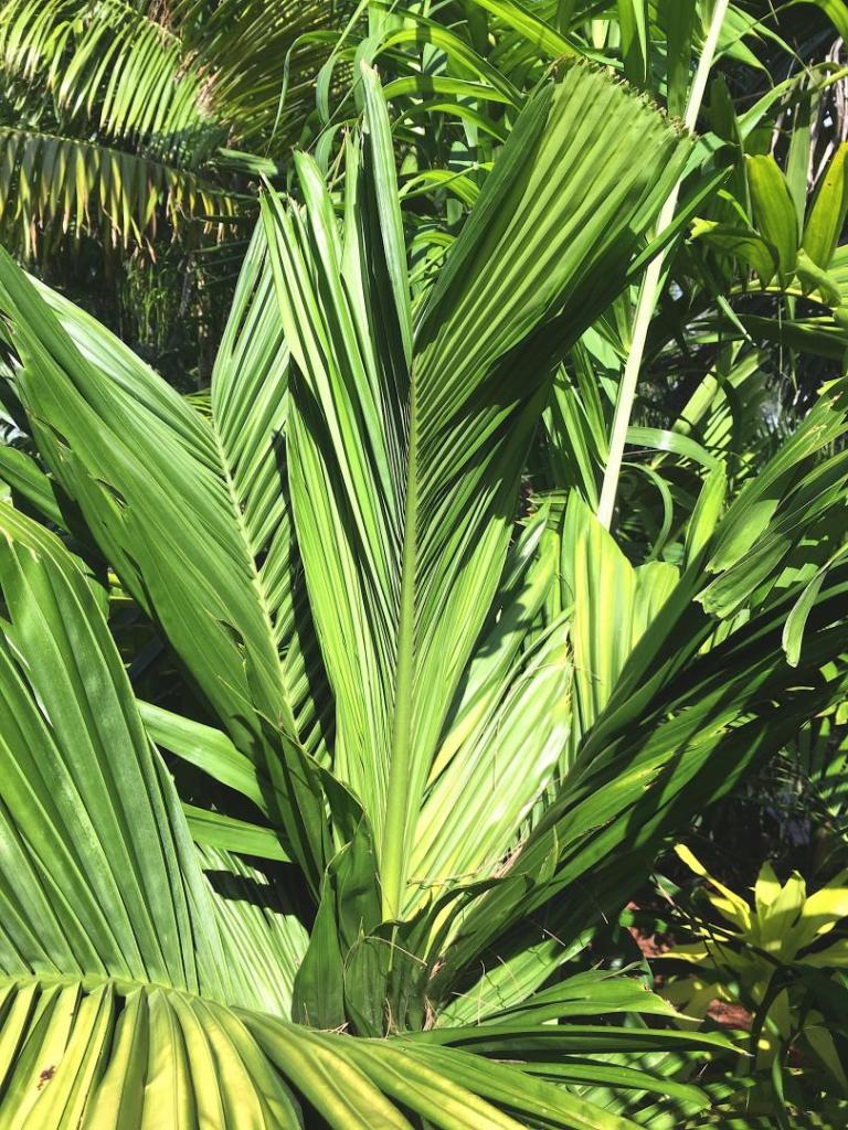 Areca_catechu_dwarf_2-02_06-27-19.thumb.JPG.ff8bdac18799bb1b27b81ea09cf95c87.JPG