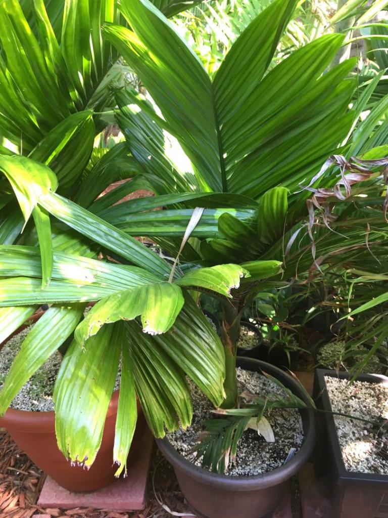 Areca_catechu_dwarf_3-01_-6-27-19.thumb.JPG.c2ab4ea40f876ac06a885f53f7cd36da.JPG