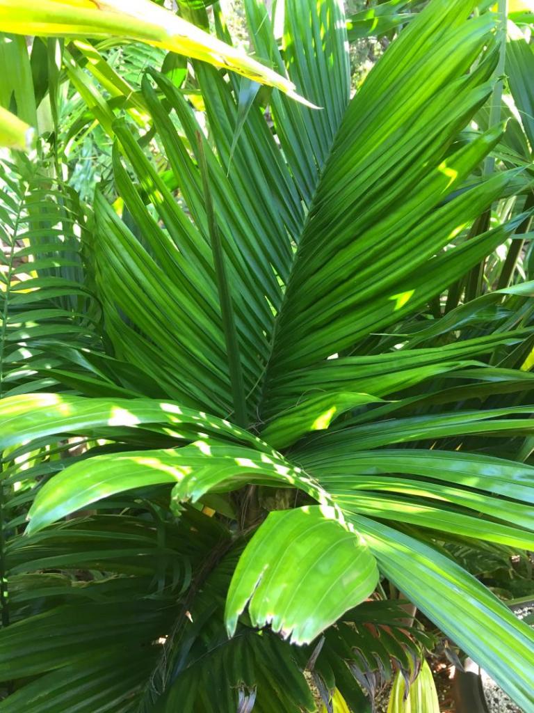 Areca_catechu_dwarf_3-03_06-27-19.thumb.JPG.9489407a43a012fe3b8b2283f5467577.JPG