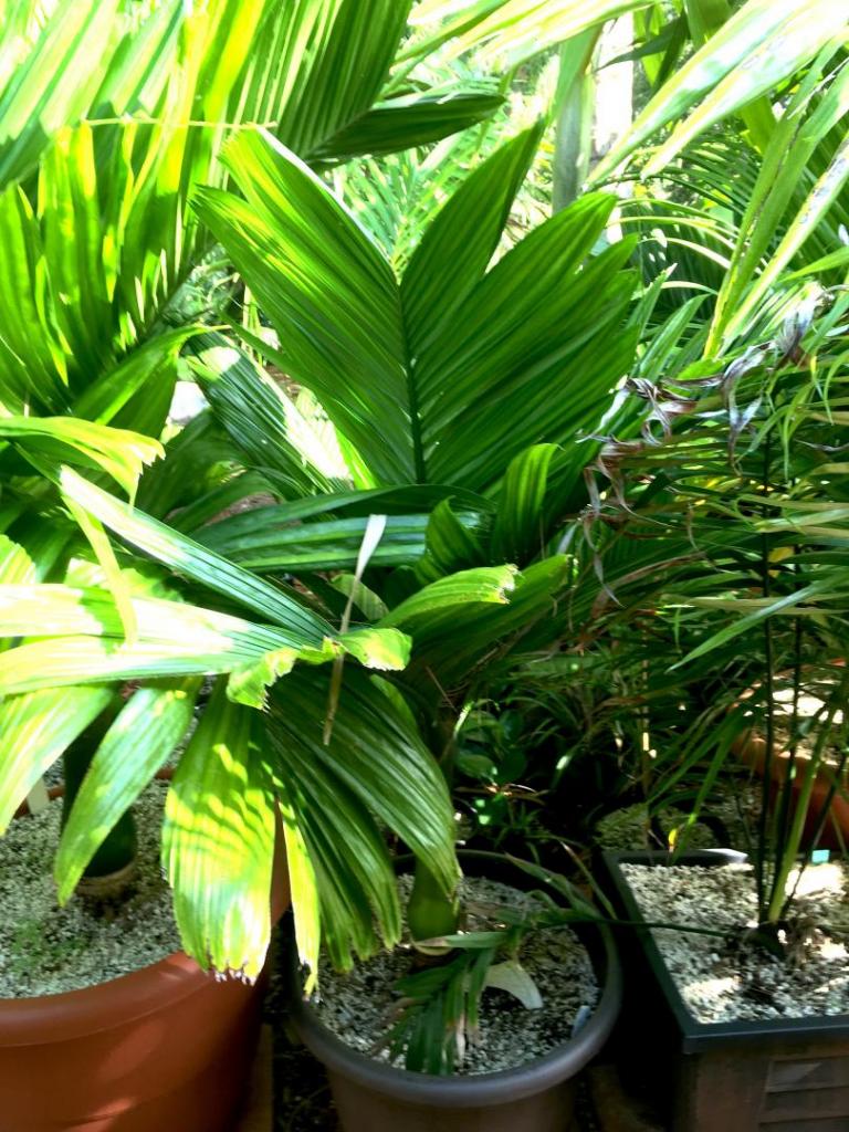 Areca_catechu_dwarf_group_03_06-27-19.thumb.JPG.5007944b104338bb3f35c3c779b4e5e0.JPG