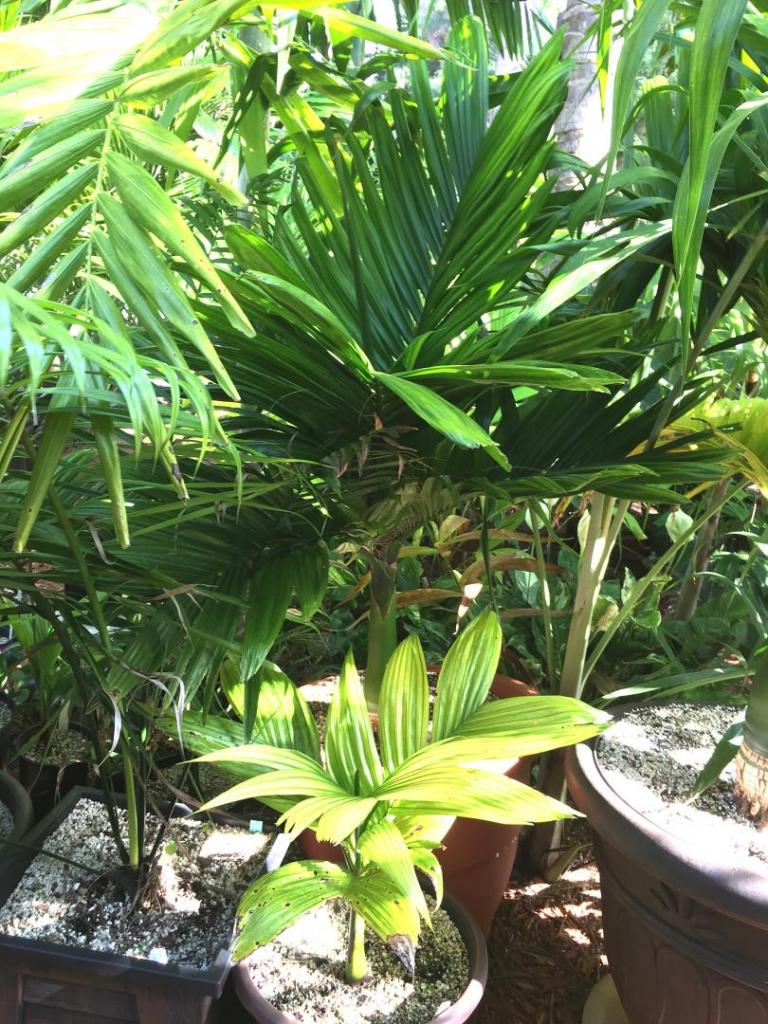 Areca_catechu_dwarf_group_04_06-27-19.thumb.JPG.f844b142405af4637c707c21667673b7.JPG