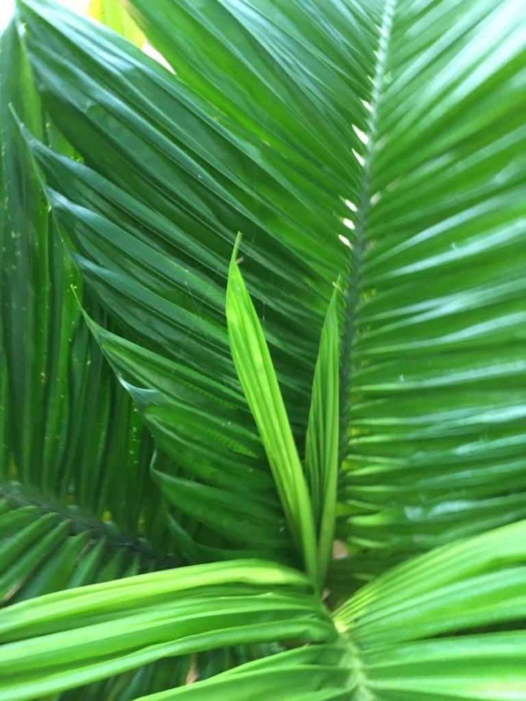 Areca_catechu_dwarf_lanai_03_06-27-19.thumb.JPG.4330c4f20b6f9e94ea7705ae539cebfc.JPG